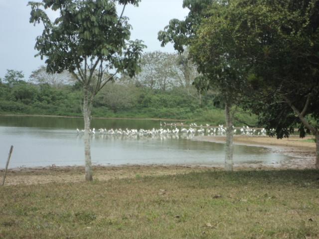 Posada Rural Oasis Caño Negro Exterior foto